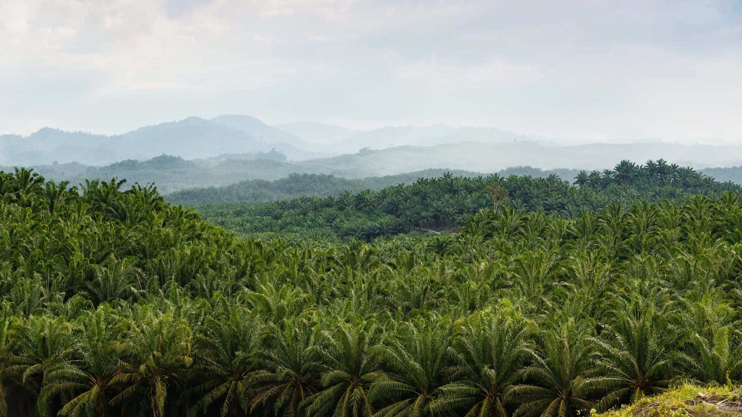 Oil palm plantation rolling towards misty hills